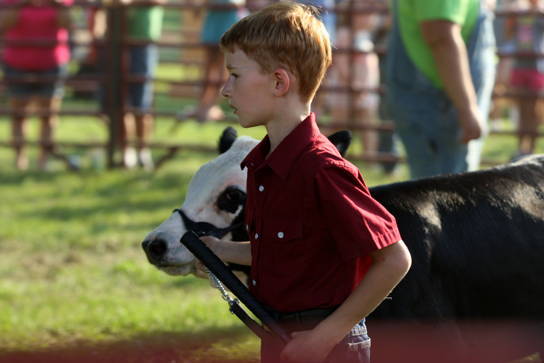 Dylin Bade leads his calf